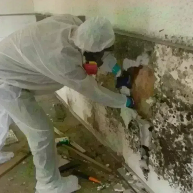 Mold Remediation and Removal in Haslet, TX